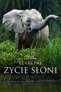 Sekretne życie słoni