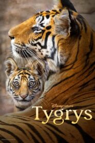 Tygrys (2024) online